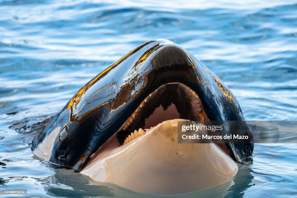 An orca or killer whale (Orcinus orca) showing its teeth...
