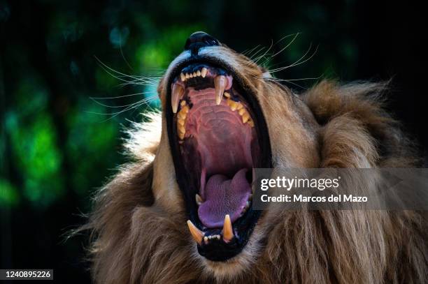 Lion with its mouth wide opened showing its fangs while roaring pictured in its enclosure at Loro Parque zoo.