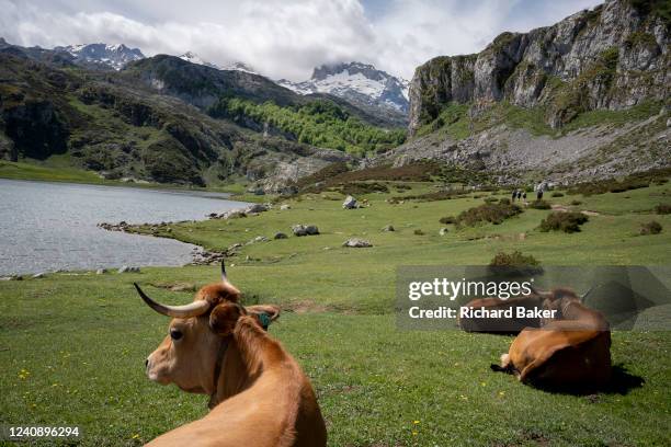 Dairy cows rest nect to the Spanish Lago la Ecina in the Picos de Europa National Park, on 16th May 2022, Covadonga, Picos Mountains, Asturias,...