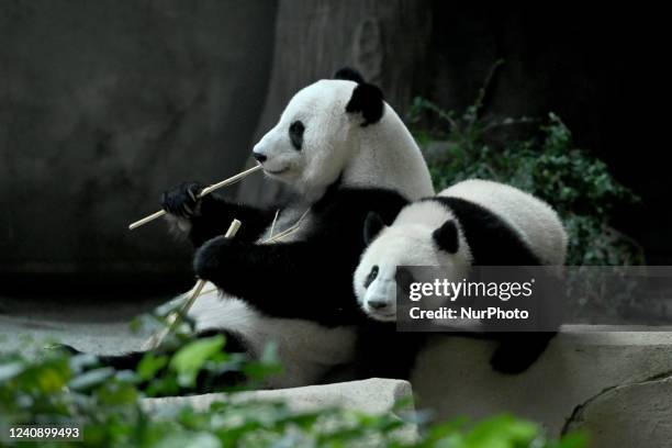 Female giant panda cub named Sheng Yi plays with her mother in their enclosure during a naming ceremony at the National Zoo in Kuala Lumpur on May...