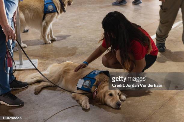 Young girl pets a comfort dog at a vigil for the 21 people killed at Robb Elementary School on May 24, 2022 in Uvalde, Texas. The shooter, identified...