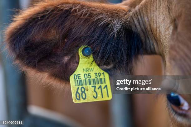 May 2022, North Rhine-Westphalia, Harsewinkel: A cow from the Strotdrees organic farm stands in the barn with an identification tag in her ear....