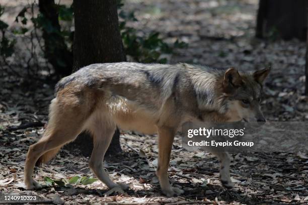 Mexican wolf specimen seen in captivity at the Chapultepec Zoo. A couple of months ago, the Secretary of the Environment reported the death of two...