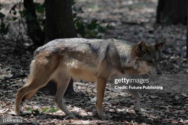 Mexican wolf specimen seen in captivity at the Chapultepec Zoo. A couple of months ago, the Secretary of the Environment reported the death of two...