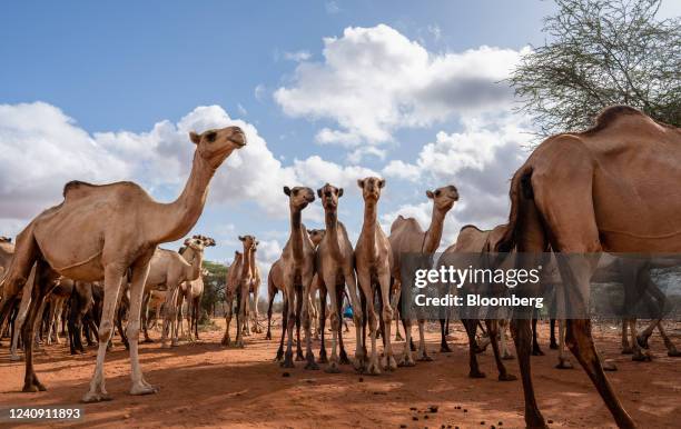 Herd of camels searching for water on the roadside between Wajir and Garissa, Kenya, on Friday, May 20, 2022. The Intergovernmental Panel on Climate...