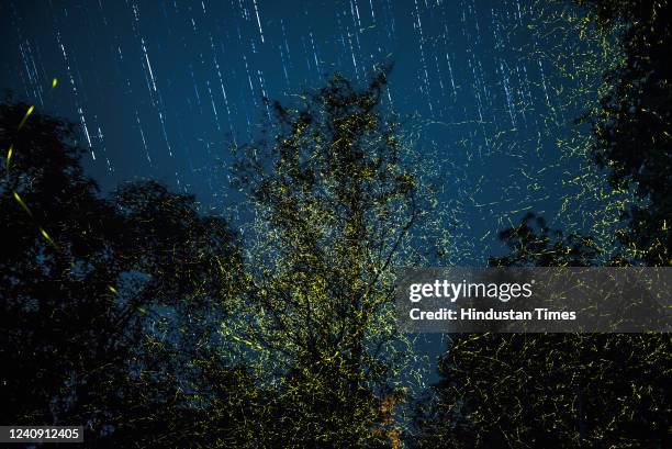 As the monsoon season approaches, thousands of fireflies light up in unison on the trees at Purushwadi village on May 25, 2022 near Nashik, India. A...