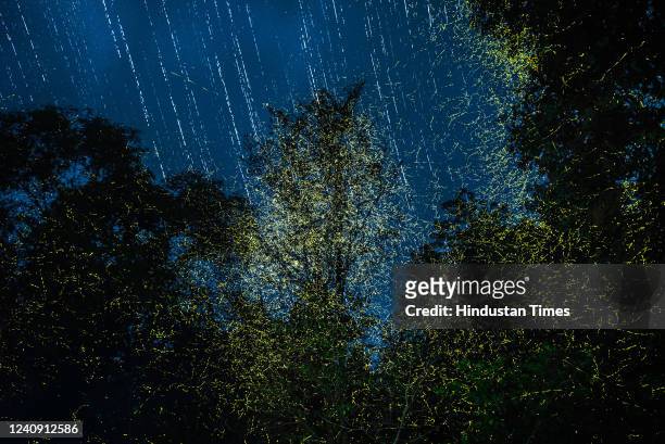 As the monsoon season approaches, thousands of fireflies light up in unison on the trees at Purushwadi village on May 25, 2022 near Nashik, India. A...