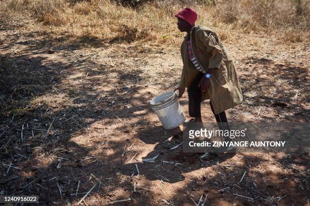 Sandile Masina a volunteer with a local organisation, collects cow dung to prepare a home remedy in Dete near Hwange National Park, Zimbabwe, on May...