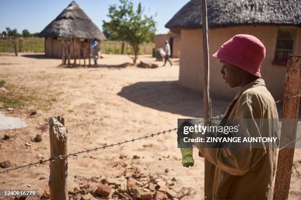 Sandile Masina a volunteer with a local organisation, refills bottles with home made repellents around a perimeter fence at a homestead in Dete near...