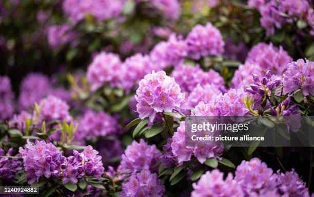 Flowering rhododendrons can be seen at the Ohlsdorf cemetery. Photo: Daniel Reinhardt/dpa
