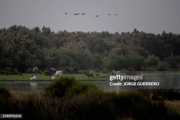 This photograph shows a view of the Donana Natural Park in El Rocio, Huelva, on May 20, 2022. The huge Donana National Park, home to one of Europe's...