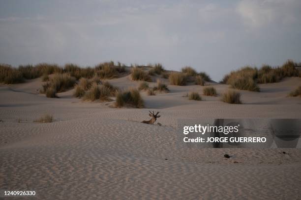 Deer lies on a dune at the Donana Natural Park in Ayamonte, Huelva, on May 20, 2022. - The huge Donana National Park, home to one of Europe's largest...