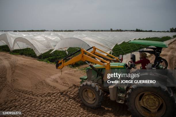 Strawberry pickers are at work in a greenhouse in Ayamonte, Huelva, on May 20, 2022. - The huge Donana National Park, home to one of Europe's largest...