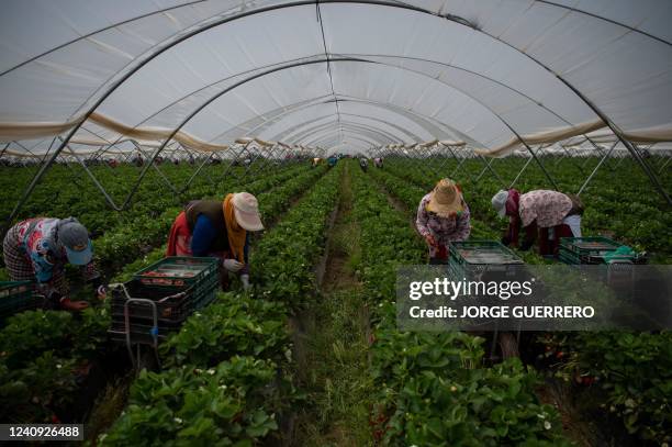 Strawberry pickers are at work in a greenhouse in Ayamonte, Huelva, on May 20, 2022. - The huge Donana National Park, home to one of Europe's largest...