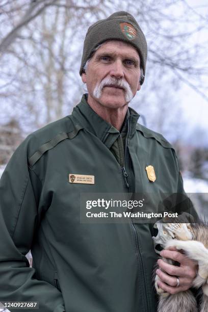 Doug Smith, the Yellowstone wolf biologist, holds a wolf pelt and skull used for research while standing outside his home on February 5, 2022. Smith...