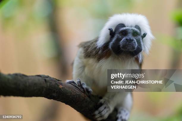 Photograph shows a cotton-headed tamarin monkey sitting on a branch tree at the Amneville zoological park, in Amneville, eastern France, on May 27,...