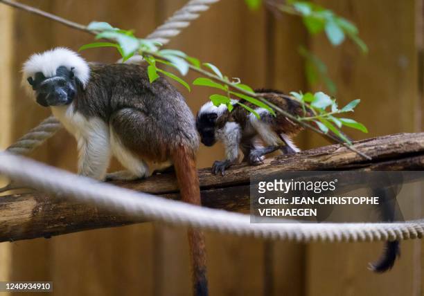 Photograph shows one adult and of the two newly-born cotton-headed tamarin monkeys at the Amneville zoological park, in Amneville, eastern France, on...