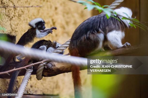 Photograph shows two newly-born cotton-headed tamarin monkeys and an adult specimen at the Amneville zoological park, in Amneville, eastern France,...