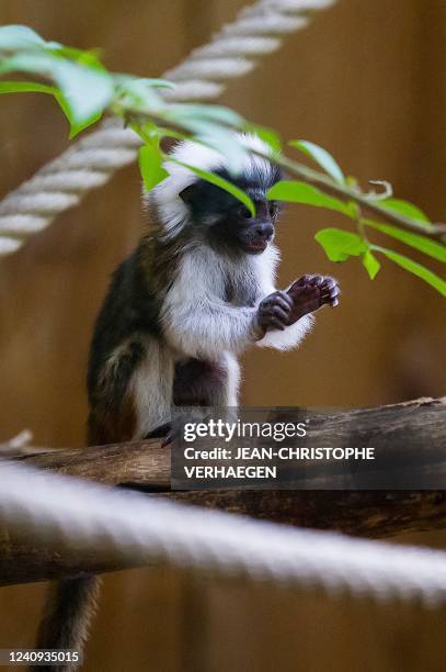 Photograph shows one of the two newly-born cotton-headed tamarin monkeys sitting on a branch tree at the Amneville zoological park, in Amneville,...