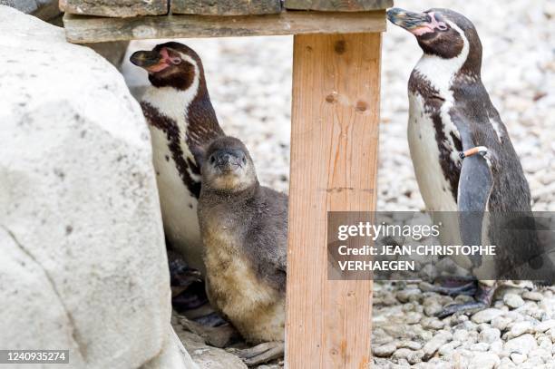 Photograph shows one of the seven newly-born Humboldt penguins at the Amneville zoological park, in Amneville, eastern France, on May 27, 2022.