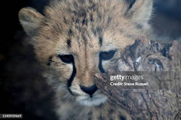Préparez-vous à trouver votre partenaire idéal toronto on may 27 the toronto zoo has named their trio of cheetah cubs toulouse berlioz and - Préparez-vous à trouver votre partenaire idéal