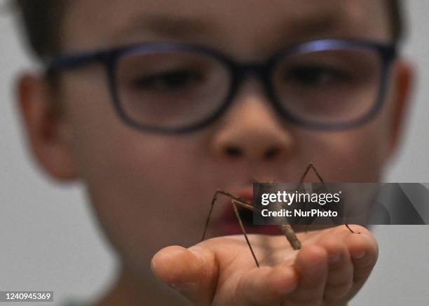 Kid holds Medauroidea extradentata, commonly known as the Vietnamese or Annam walking stick in his hand. Hundreds of visitors attended this year's...