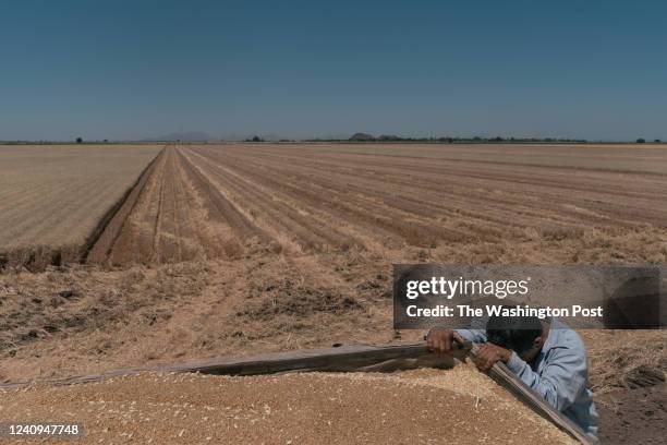 Rufino Barreras Anaya , holds from a truck after arranging the wheat grains in it at a plantation of José María Osorio Alatorre, chairman of the...