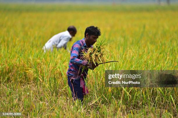 Farmer works in a paddy in a field at Rupohi village in Nagaon District of Assam ,India on May 28,2022.