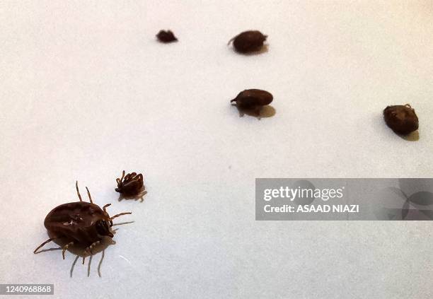 Ticks that cause the Crimean-Congo haemorrhagic illness are pictured at a health facility in Iraq's southern Dhi Qar province, on May 25 during the...