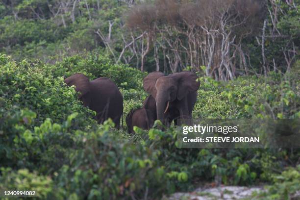 Elephants and their calves enter the in Loango Park on March 15, 2022. Gabon, an oil-rich former French colony, is putting itself forward as a major...