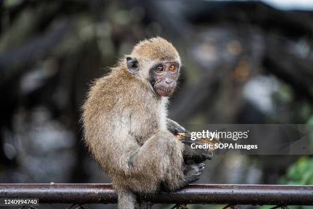 Juvenile Macaque monkey is seen eating a banana in a mangrove. Due to an outbreak of monkeypox in a number of countries, Thailand's Public Health...