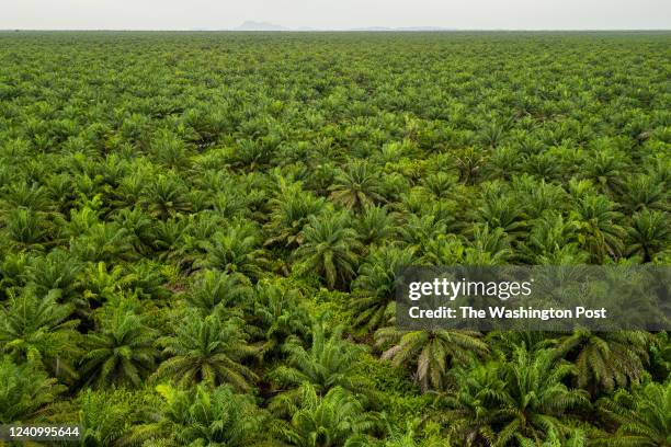 Palm Tree Plantation Oil Palm Plantation High Resolution