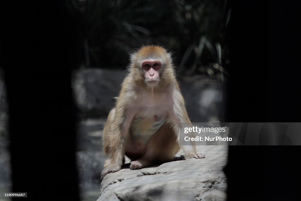First Case Of Monkeypox Reported In Mexico