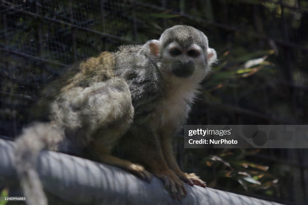 First Case Of Monkeypox Reported In Mexico