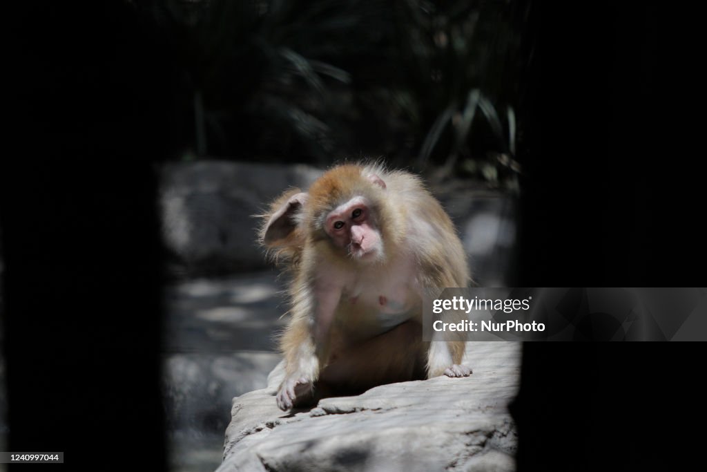 First Case Of Monkeypox Reported In Mexico