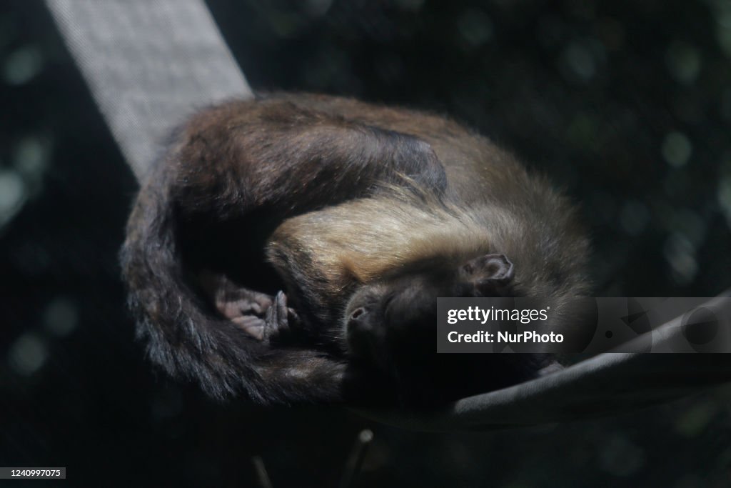 First Case Of Monkeypox Reported In Mexico