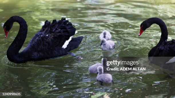 Black swans take care of newborn cygnets at Kugulu Park in Ankara on May 30, 2022.