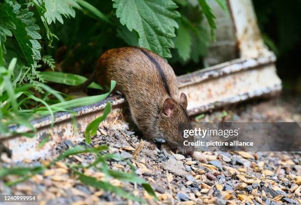 Berlin. A fire mouse sits on the ground in a farm and eats grains, which have fallen down here, in front of a chicken coop. The species is easily...