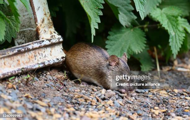 Berlin. A fire mouse sits on the ground in a farm and eats grains, which have fallen down here, in front of a chicken coop. The species is easily...