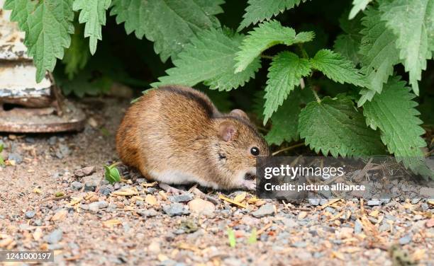 Berlin. A fire mouse sits on the ground in a farm and eats grains, which have fallen down here, in front of a chicken coop. The species is easily...