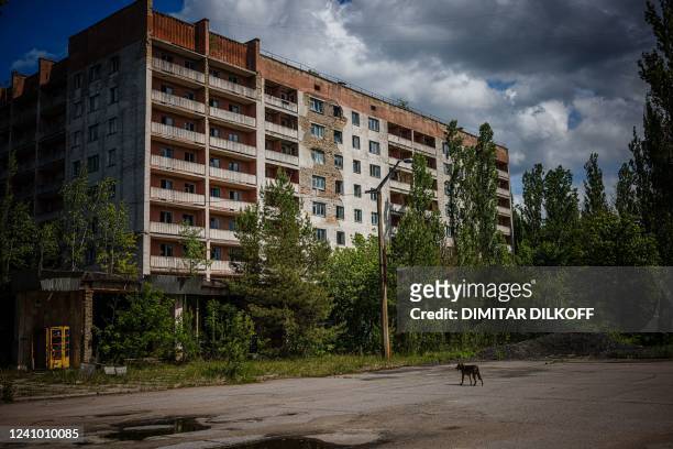 Photograph shows a dog in the ghost town of Pripyat, near the Chernobyl Nuclear Power Plant on May 29 amid the Russian invasion of Ukraine. - More...