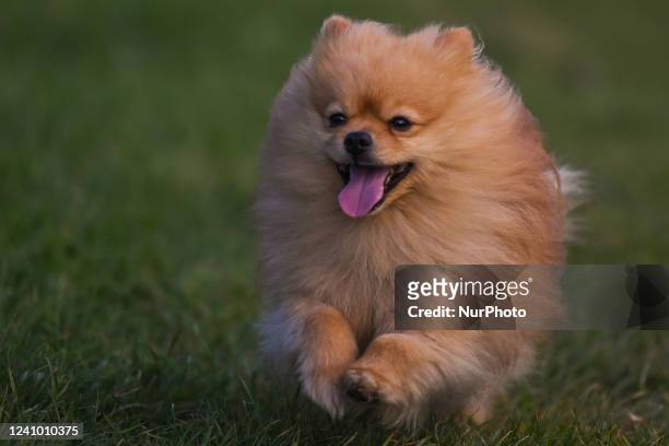 Andrzej, a six-year-old Pomeranian dog running on the grass near the Wawel Royal Castle. On Saturday, May 28 in Krakow, Poland.