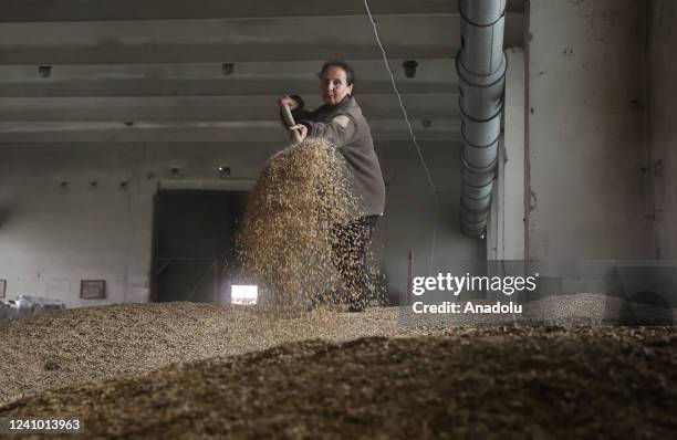 Farmer shovel seeds on an agricultural land as the Russian attacks effect agriculture sector negatively in Kyiv, Ukraine on May 30, 2022.