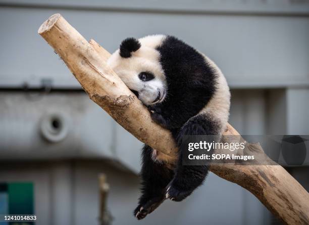 Giant panda cub Sheng Yi is seen in an enclosure during its birthday celebrations at the National Zoo. Sheng Yi is the third locally bred giant panda...