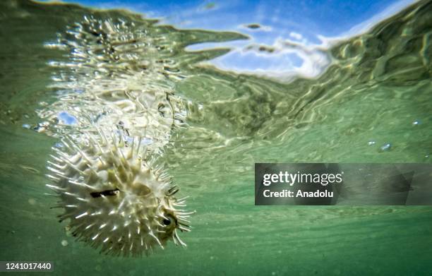Pufferfish swims in the Indian Ocean offshore Somalian capital Mogadishu's on May 27, 2022. Somalia is home to the rich fish species of the Indian...