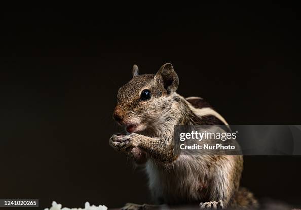 28 Omnivores Animals Photos and Premium High Res Pictures - Getty Images 28 Omnivores Animals Photos and Premium High Res Pictures - Getty Images