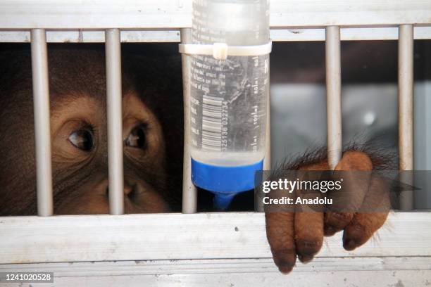 Sumatran orangutan is seen in a cage upon arrival at the Cargo Terminal of Kualanamu Airport, Deliserdang, North Sumatra province, Indonesia on May...