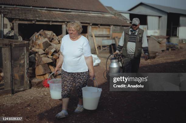 Eva Nagy and her son Peter Biacsko are seen carrying buckets full of fresh milkâââââââ on World Milk Day in Velke Trakany on June 01, 2022. Nagy...