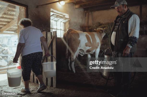 Eva Nagy and her son Peter Biacsko are seen carrying buckets full of fresh milkâââââââ on World Milk Day in Velke Trakany on June 01, 2022. Nagy...