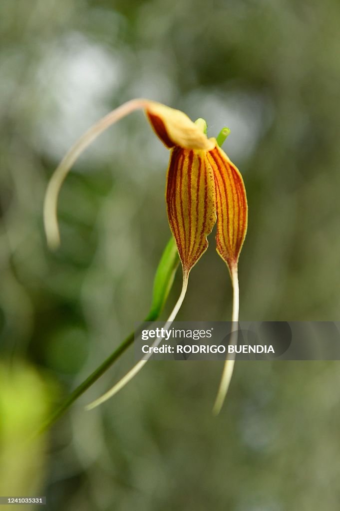 ECUADOR-AGRICULTURE-LIFESTYLE-FLOWERS-ORCHIDS